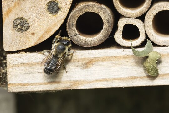 Leaf cutter bee (Megachile rotundata) adult insect on a garden bee or bug hotel in summer, England, United Kingdom