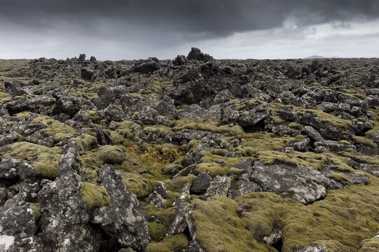 Elongate Rock Moss (Niphotrichum elongatum) growing in a lava field, Reykjanesskagi, Southern Peninsula or Reykjanes, Iceland