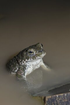 Bufo viridis, Bufotes viridis, green toad, toad, amphibians, amphibians, high size, portrait format, toads, amphibians
