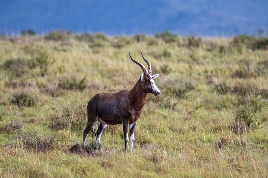 Blessbuck (Damaliscus pygargus phillipsi), adult, Mountain Zebra National Park, Eastern Cape, South Africa