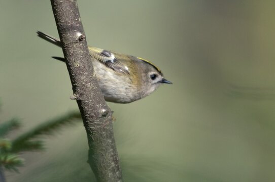 Goldcrest, golden chicken, Regulus regulus, winter golden chicken, birds, passeri, songbirds, birds