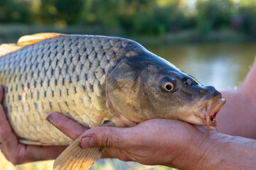 Close Up of Common Carp Head with Barbels Held in Fisherman's Hands © Olha Semeniv