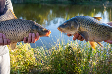 Family Fishing Adventure with Two Large Common Carp Held Face to Face © Olha Semeniv