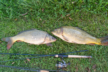Two Large Common Carp Caught During Fishing Trip Lying on Green Grass © Olha Semeniv