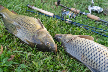Close Up of Two Freshly Caught Common Carp Facing Each Other on Grass © Olha Semeniv