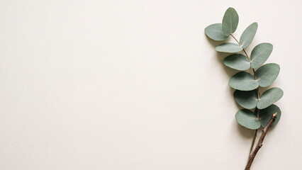 Green eucalyptus branch on ivory background with copy space © hajar