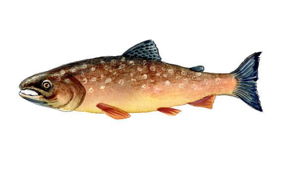 Hand-Drawn Watercolor Brook Trout / Char Illustration on White Background