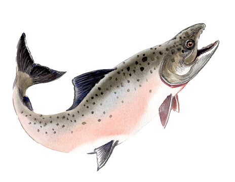 Hand-Drawn Watercolor Pacific Salmon / Spawning Salmon Illustration on White Background