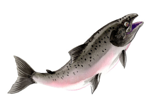 Hand-Drawn Watercolor Pacific Salmon / Spawning Salmon Illustration on White Background