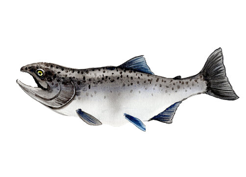 Hand-Drawn Watercolor Pacific Salmon / Chinook Illustration on White Background