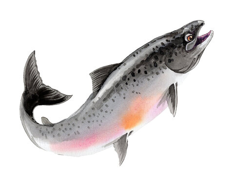 Hand-Drawn Watercolor Pacific Salmon / Leaping Salmon Illustration on White Background