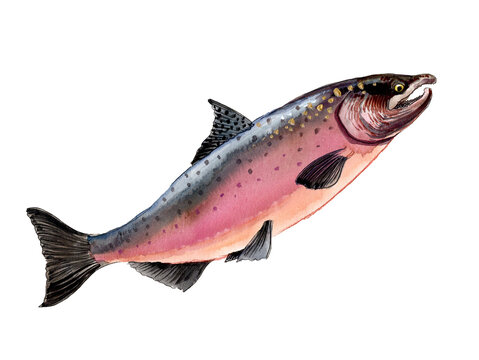 Hand-Drawn Watercolor Pacific Salmon / Spawning Salmon Illustration on White Background