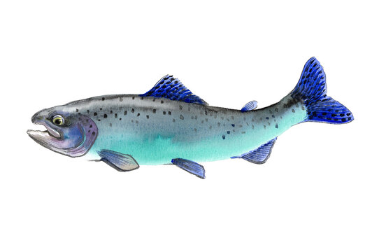 Hand-Drawn Watercolor Pacific Salmon / Steelhead Trout Illustration on White Background