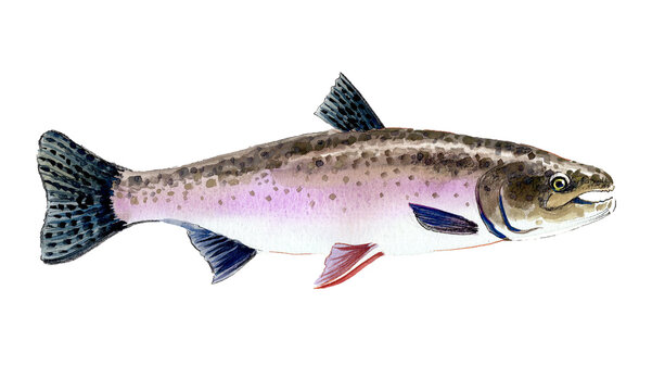 Hand-Drawn Watercolor Rainbow Trout / Freshwater Gamefish Illustration on White Background