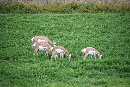 Pronghorns Grazing