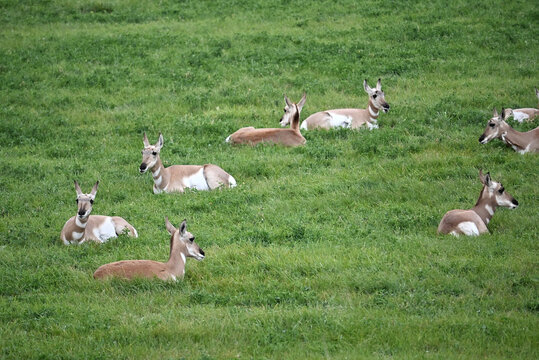 Pronghorns Resting