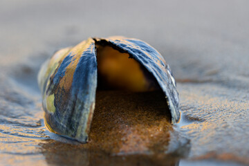 Open Mussel Shell Resting on Wet Sand at Crystal Cove Beach © Savion