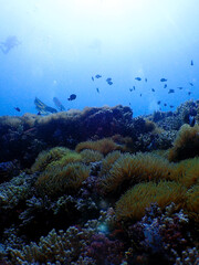 Beautiful underwater sealife colorful coral reef at Tenggol Island © taffpixture