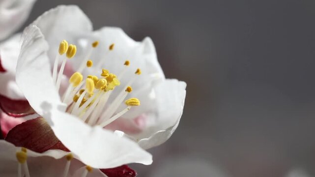 Apricot tree, apricot blossom, blossoming apricot branch, apricot (Prunus armeniaca), Austria