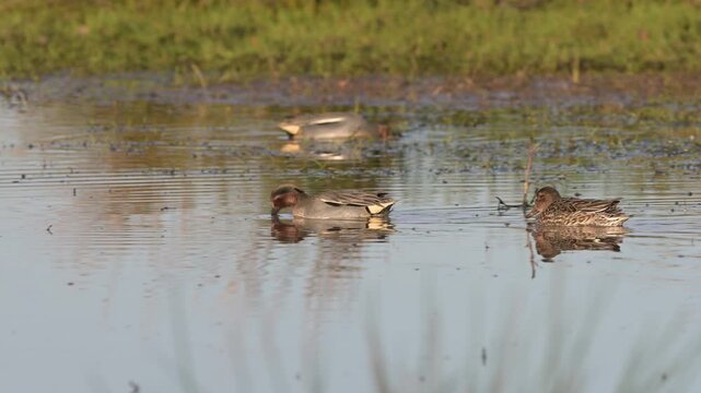 Eurasian Teal, Anas crecca, birds in spring courtship on marshes