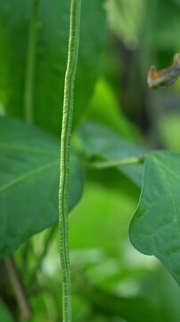 Close up of fresh green long bean pods hanging from a plant in a vegetable garden, with lush green foliage and soft natural light, vertical video.