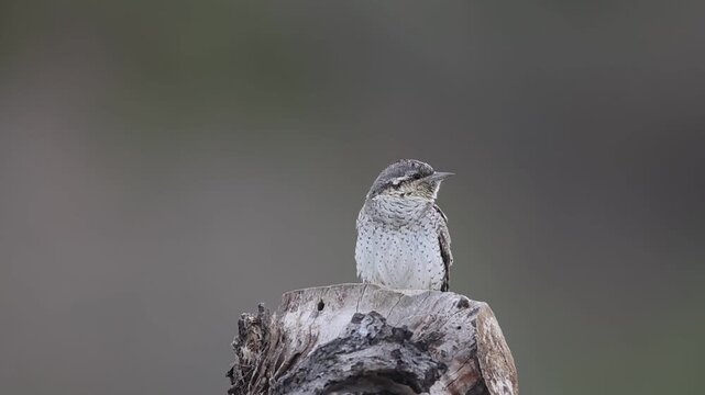Wryneck (Jynx torquilla) Courtship Germany