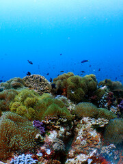 Beautiful underwater sealife colorful coral reef at Tenggol Island © taffpixture