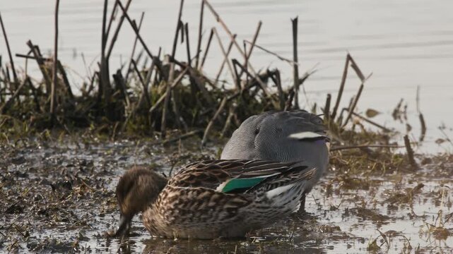 Eurasian Teal, Anas crecca, birds in spring courtship on marshes