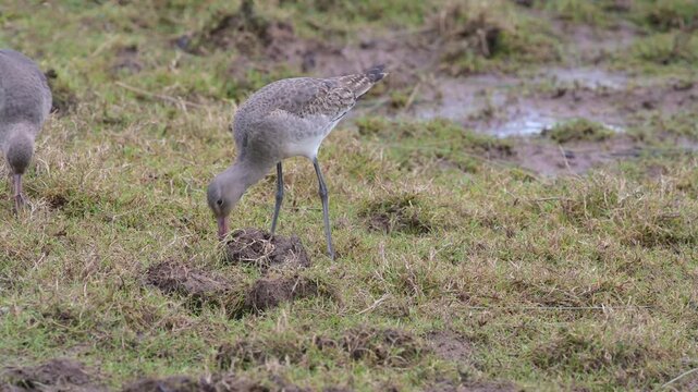 Black-tailed Godwit (Limosa limosa) in environment, Devon, England, United Kingdom