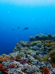 Beautiful underwater sealife colorful coral reef at Tenggol Island © taffpixture