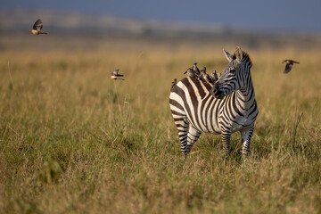 Zebra © Mark Paul