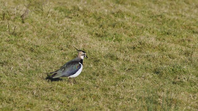 Northern Lapwing, Vanellus vanellus, birds on marshes at winter