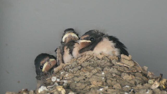 Young swallows in their nest, Kappeln, Schleswig-Holstein, Germany