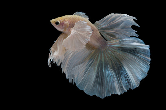 Betta fish, siamese fighting fish, betta splendens (Halfmoon betta )isolated on black background