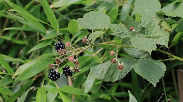 Blackberry (Rubus sect. Rubus), ripe, fruit, in summer, Ellerstadt, Rhineland-Palatinate, Germany