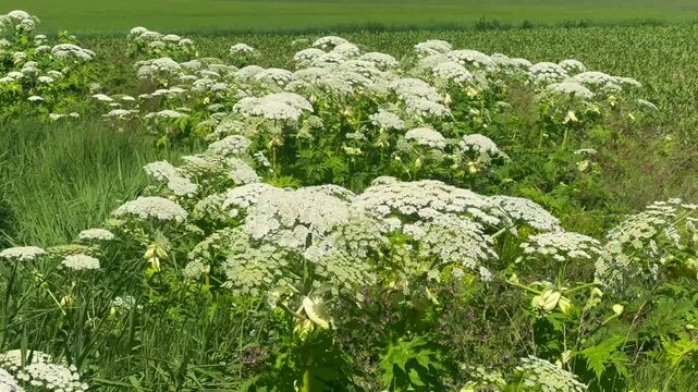 Flowering giant hogweed in the landscape, (Heracleum mantegazzianum) an invasive species that is difficult to eradicate, in Glemminge, Ystad Municipality, Sk&aring;ne County, Sweden, Scandinavia