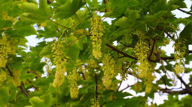 Flowering maple tree in Ystad, Scania, Sweden, Scandinavia