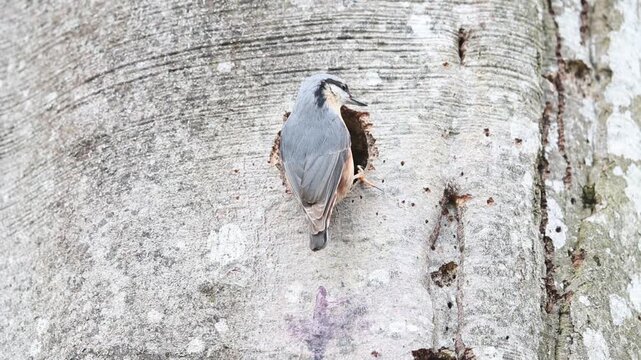 Eurasian nuthatch (Sitta europaea) at the nesting cavity Germany