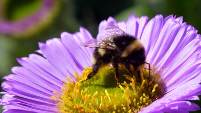 White-tailed Bumblebee (Bombus lucorum) on pink flower, Devon, England, United Kingdom