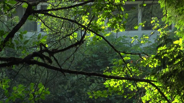 Stationary shot of two black crows flying off a mossy tree branch near Squamish, British Columbia. Another crow flies across the frame to join them in flight amidst green leaves on a summer day.