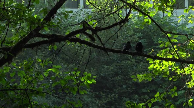Stationary shot of a black crow landing to join another on a mossy branch near Squamish, British Columbia. The two birds interact closely, playing or squawking together amidst green leaves.