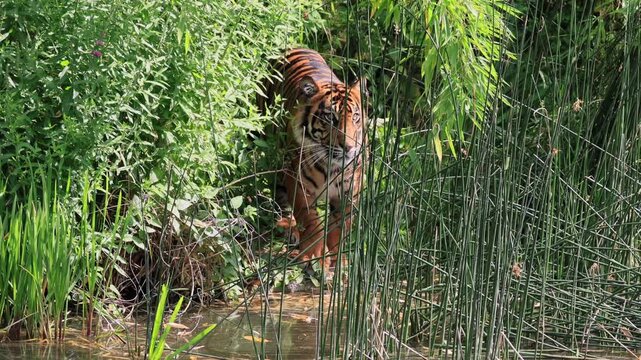 Sumatran tiger (Panthera tigris sumatrae), adult, alert, camouflage, Sumatra