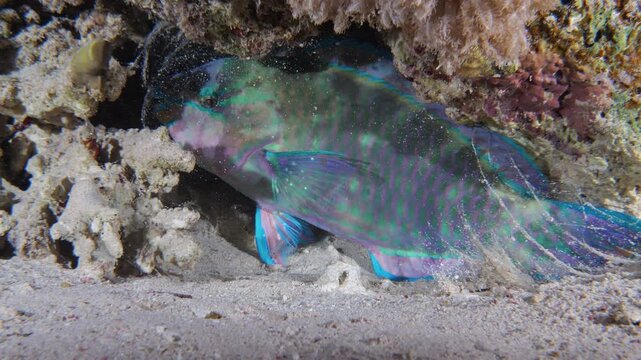 Parrotfish at night in protective slime cover, Mangrove Bay house reef, El Quesier, Egypt