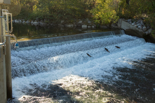 Chinook salmon (Oncorhynchus tshawytscha) leap at the weir on Battle Creek at Coleman National Fish Hatchery near Anderson, California.