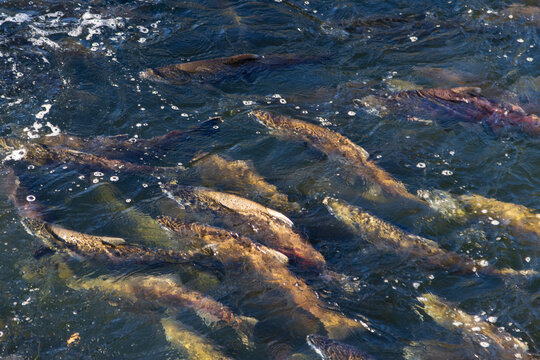 Chinook salmon (Oncorhynchus tshawytscha) crowd the water below the weir on Battle Creek at Coleman National Fish Hatchery near Anderson, California