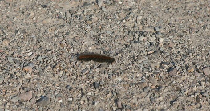 Caterpillar, blackberry moth (Macrothylacia rubi) crawling over a path, Geltinger Birk, Nieby, Schleswig-Holstein, Germany