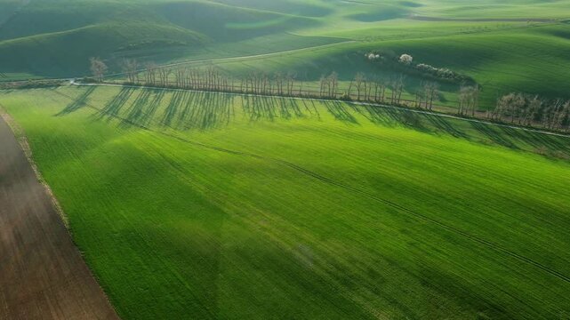 Aerial view of rolling green hills and agricultural fields with long shadows cast by a line of trees in South Moravian Region, Czechia.