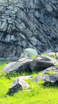 A white mountain goat rests among rocks and green grass below a rocky cliff, a shaggy mountain goat with black horns in its natural habitat on a sunny day.
