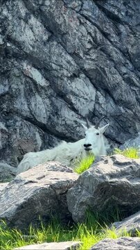 A white mountain goat rests among rocks and green grass below a rocky cliff, a shaggy mountain goat with black horns in its natural habitat on a sunny day.