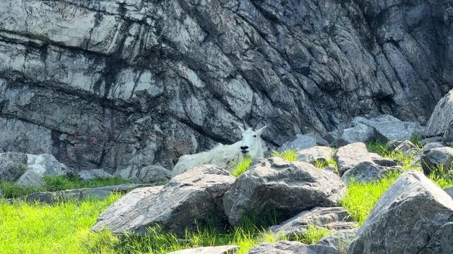 A white mountain goat rests among rocks and green grass below a rocky cliff, a shaggy mountain goat with black horns in its natural habitat on a sunny day.